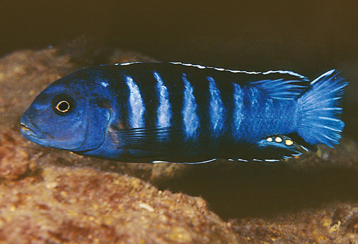 Foto på fisken Pseudotropheus sp. 'Ndumbi gold', Ndumbi  