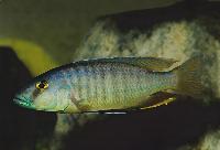 <I>Taeniochromis holotaenia</i>