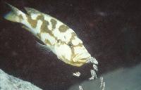 <i>Nimbochromis livingstonii</i>