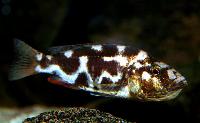 <i>Nimbochromis livingstonii</i>