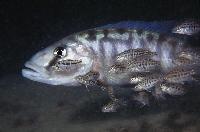 <i>Tyrannochromis macrostoma</i>