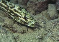 <i>Nimbochromis polystigma</i> (hona med yngel)