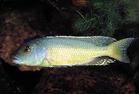 <i>Buccochromis lepturus</i>, Senga Bay