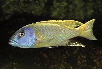 <i>Buccochromis rhoadesii</i>