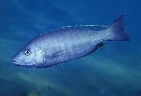 <i>Dimidiochromis kiwinge</i>, Magunga