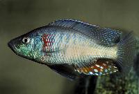 <i>Dimidiochromis strigatus</i>