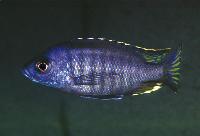 <i>Hemitaeniochromis</i> sp. 'spilopterus blue', Kakusa
