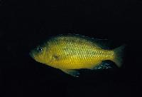 <i>Hemitaeniochromis</i> sp. 'urotaenia yellow', Mdoka