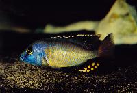 <i>Naevochromis chrysogaster</i>
