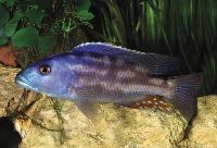 <i>Nimbochromis fuscotaeniatus</i>, Kadango