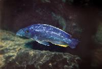<i>Nimbochromis linni</i>, Chizumulu