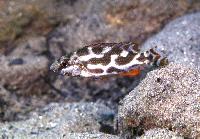 <i>Nimbochromis livingstonii</i>, Magunga