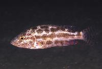 <i>Nimbochromis polystigma</i>, Otter Point
