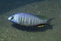<i>Nyassachromis microcephalus</i>, Selewa