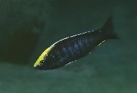 <i>Nyassachromis</i> sp. "mloto goldcrest", Makonde