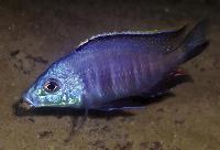 <i>Placidochromis</i> sp. 