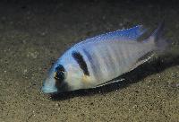 <i>Placidochromis electra</i>, Londo