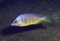 <i>Placidochromis</i> sp. 'electra blackfin', Makonde