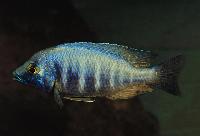 <i>Placidochromis</i> sp. 'electra blue', Hongi