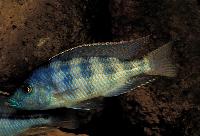 <i>Placidochromis johnstoni</i>