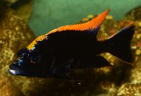 <i>Otopharynx lithobates</i>, black orange dorsal