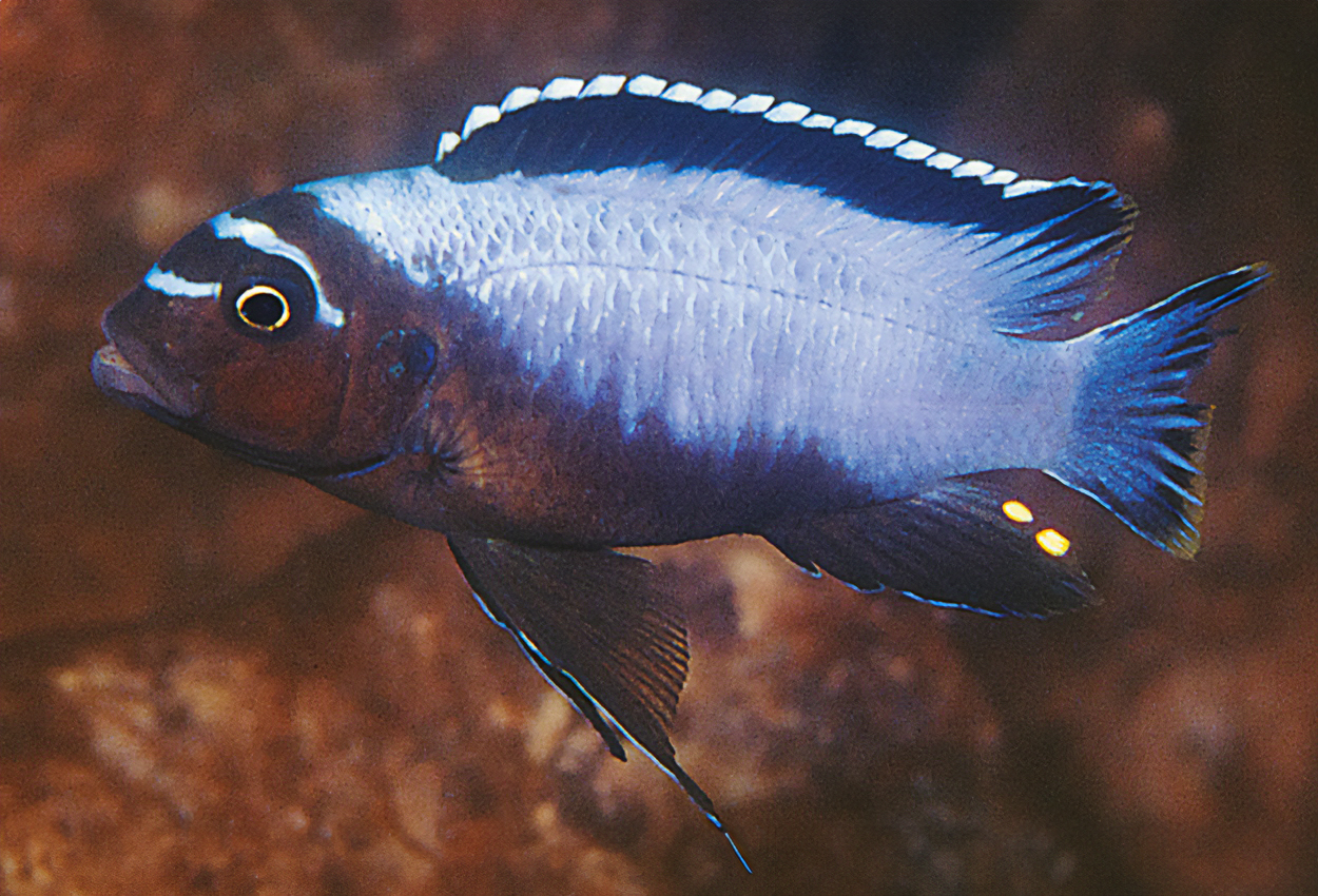 Foto på fisken Metriaclima koningsi, Maingano 