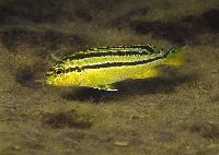 <i>Melanochromis auratus</i>, Thumbi West (hona)