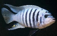 <i>Metriaclima</i> sp. 'zebra chilumba', Maison Reef