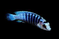 <i>Labidochromis</i> cf. <i>chisumulae</i>, Mbweca