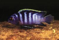 <i>Labidochromis</i> sp. 'mbamba', Mbamba Bay