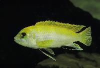 <i>Labidochromis</i> sp. 