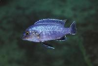 <i>Melanochromis dialeptos</i>, Lumessi