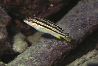 <i>Melanochromis</i> sp. 'auratus elongate', Chilucha Reef