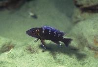 <i>Melanochromis baliodigma</i>, Chioelo
