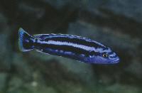 <i>Melanochromis</i> sp. 