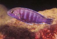 <i>Labidochromis</i> <i>ianthinus</i>, Mbenji  