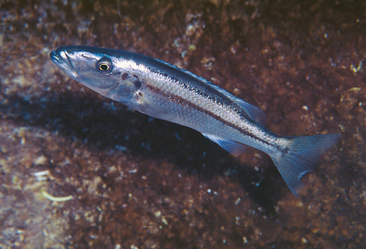 Foto på fisken Rhamphochromis  woodi  