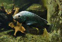 <i>Oreochromis squamipinnis</i>