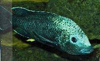 <i>Oreochromis squamipinnis</i>