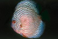 <i>Symphysodon</i> sp. 'striped turquoise-striped red turquoise'