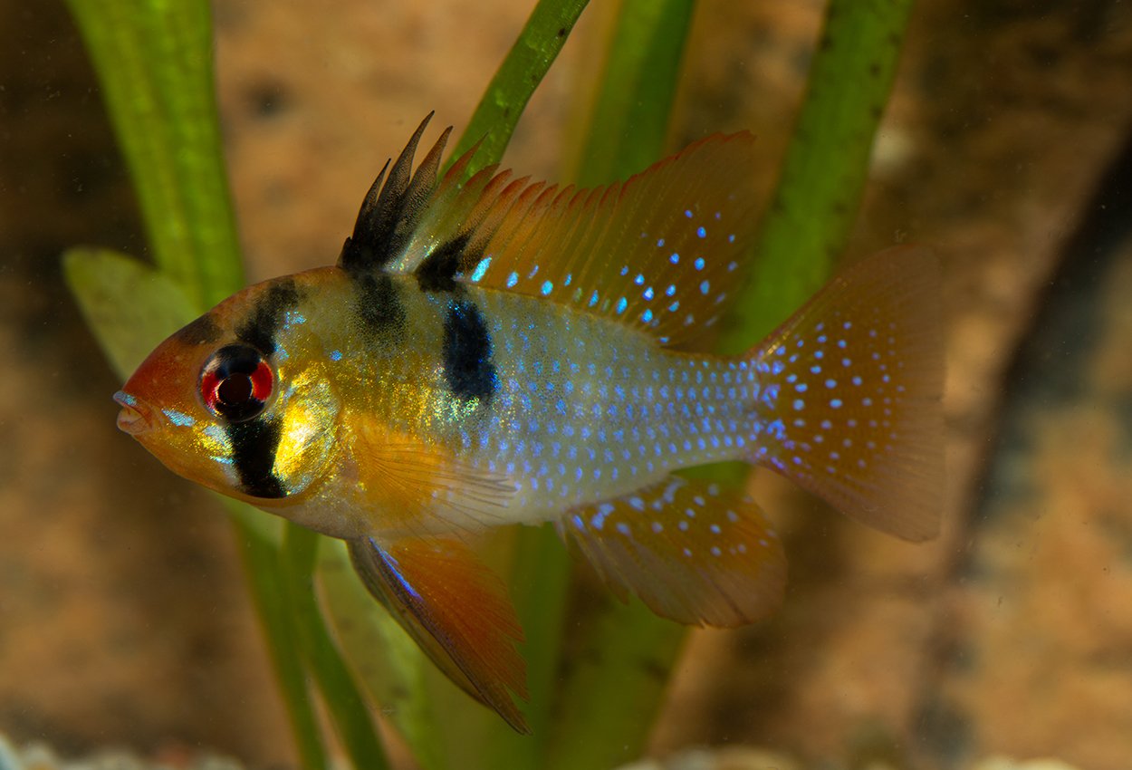 <i>Mikrogeophagus</i> <i>ramirezi</i>