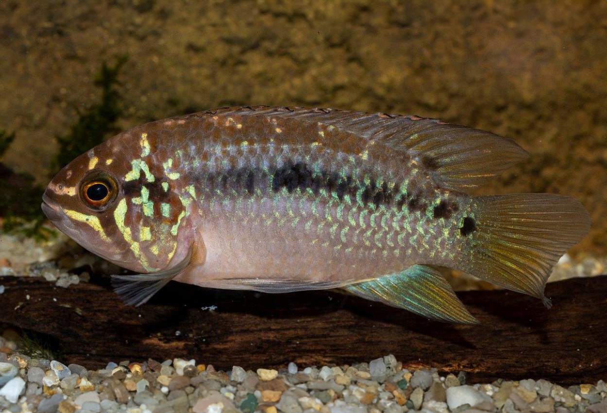 Foto på fisken Ivanacara bimaculata 