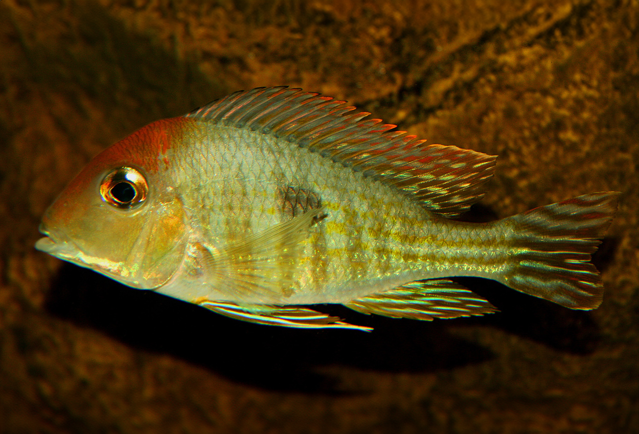 Foto på fisken Geophagus pyrocephalus   