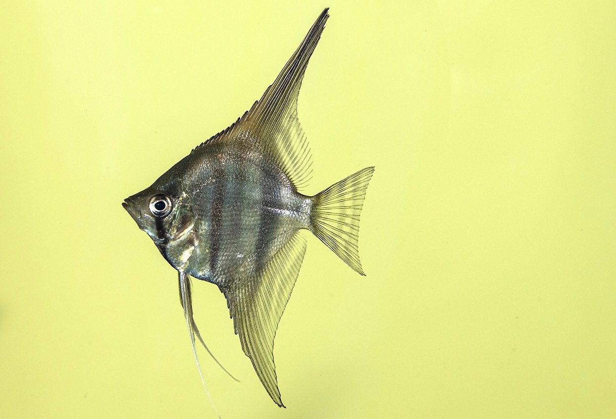 <i>Pterophyllum</i> <i>scalare</i>