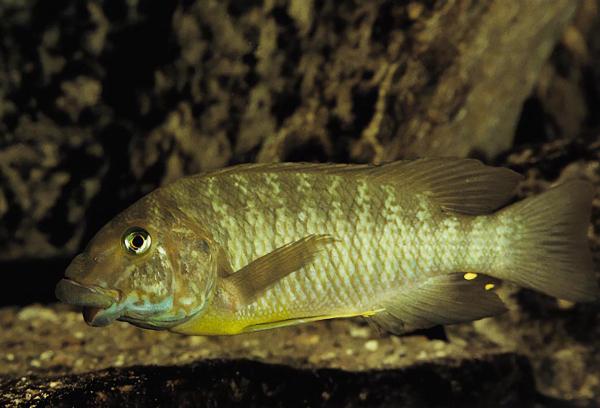 Kabogo green petrochromis, Macrognathus petrochrom