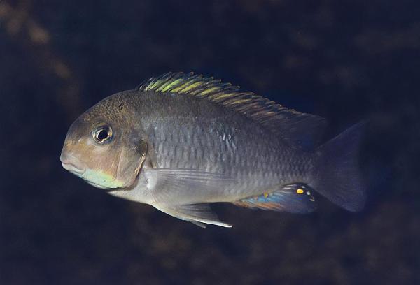 Kurvtanganyika, tjockhuvad simochromis