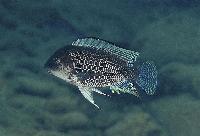 <i>Petrochromis famula</i>, Cape Tembwe