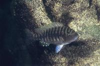 <i>Petrochromis fasciolatus</i>, Katete Zambia