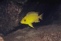 Golden Petrochromis, guldpetrochromis