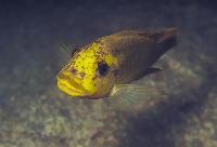<i>Petrochromis</i> sp. 